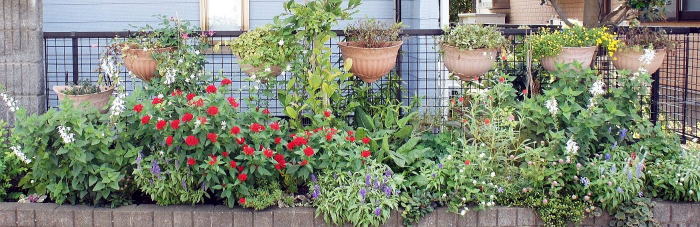 骨花壇 2012年夏の玄関花壇9月